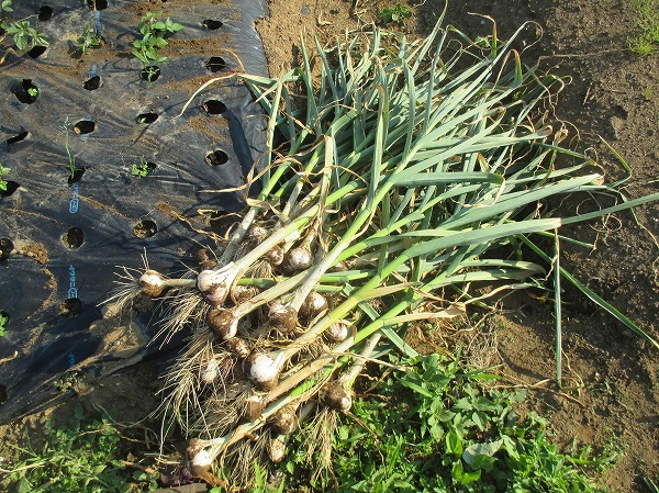 ニンニクを収穫して編んでみました  家庭菜園日記 －東京の畑－